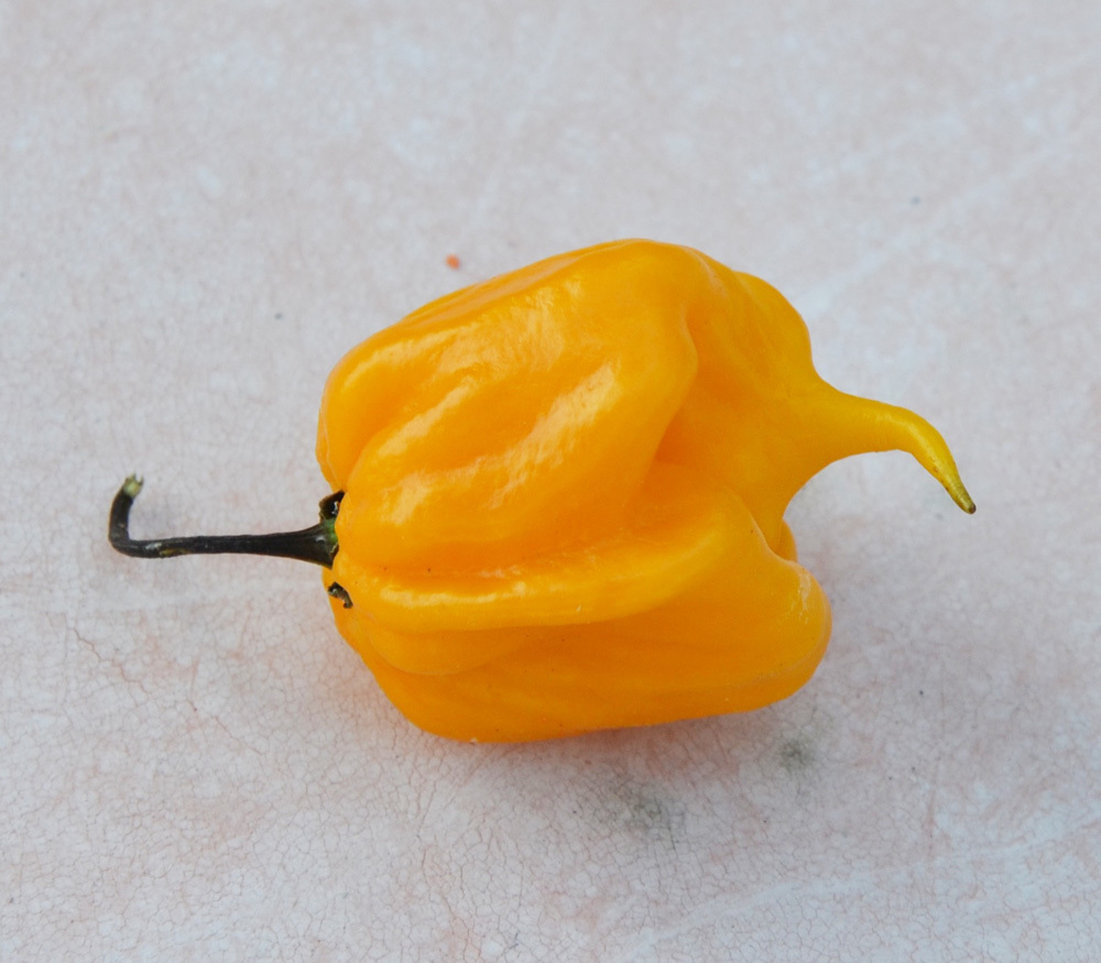 Carolina Reaper Yellow ItalianChilli